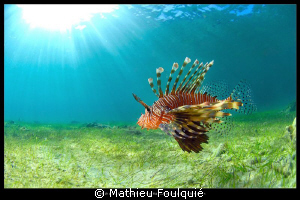 Pterois volitans by Mathieu Foulquié 
